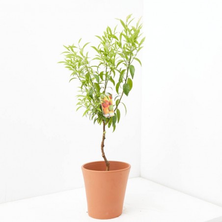 MANDARINO VARIEDADES COPA BAJA