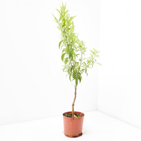 MANDARINO VARIEDADES COPA BAJA