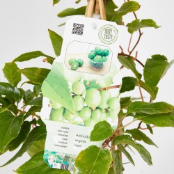 KIWI SURTIDO VARIADO