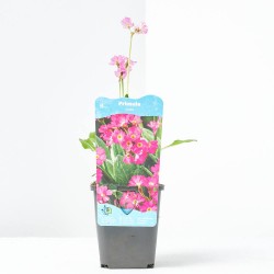 PRIMULA ROSEA 9X9