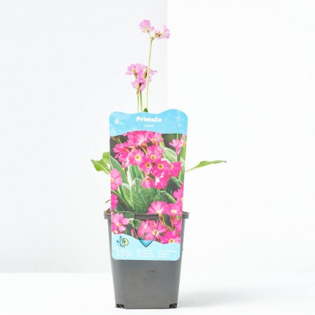 PRIMULA ROSEA 9X9