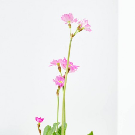 PRIMULA ROSEA 9X9