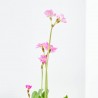 PRIMULA ROSEA 9X9