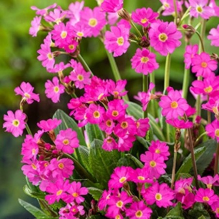 PRIMULA ROSEA 9X9