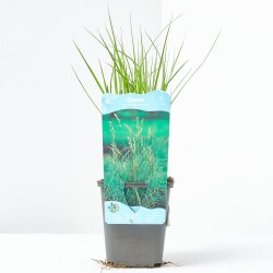 CAREX MUSKINGUMENSIS