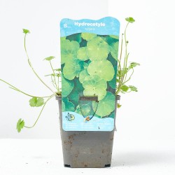 HYDROCOTYLE VULGARIS 9X9