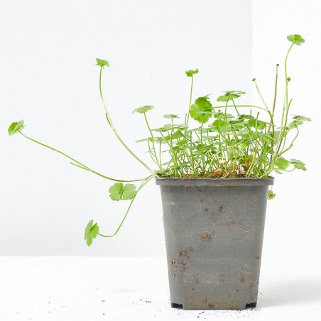 HYDROCOTYLE VULGARIS 9X9