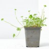 HYDROCOTYLE VULGARIS 9X9