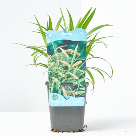 CAREX PENDULA (9X9)