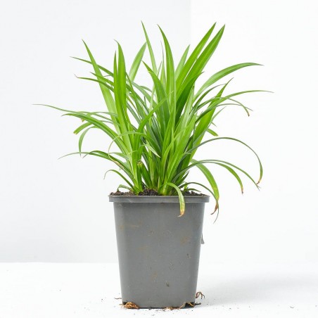 CAREX PENDULA (9X9)