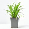 CAREX PENDULA (9X9)