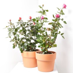 ROSAL GRANDIFLORA MACETA 5 LITROS 