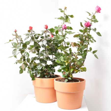 ROSAL GRANDIFLORA MACETA 5 LITROS 
