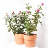 ROSAL GRANDIFLORA MACETA 5 LITROS 