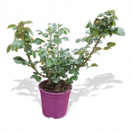 ROSAL GRANDIFLORA MACETA 5 LITROS 