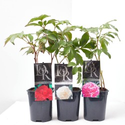 PEONIA MACETA 11X11CM