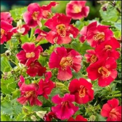MIMULUS BONFIRE RED 9X9