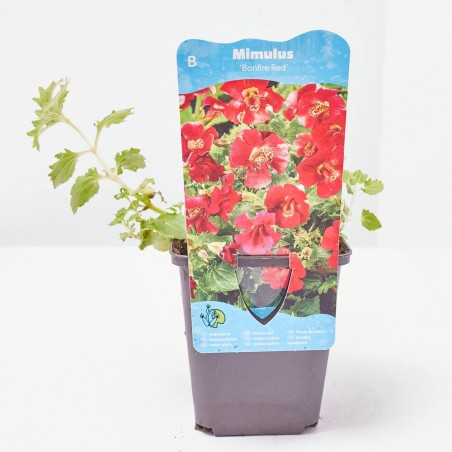 MIMULUS BONFIRE RED 9X9