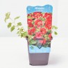 MIMULUS BONFIRE RED 9X9