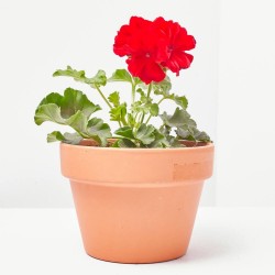 GERANIO CALLIOPE MACETA 13CM