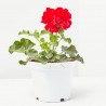 GERANIO CALLIOPE MACETA 13CM