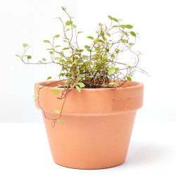 MUELHEMBECKIA COMPLEXA MACETA 13CM