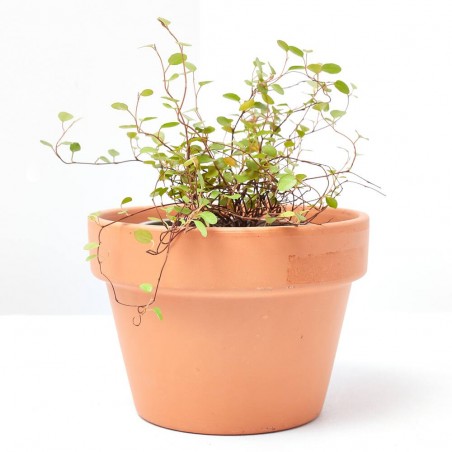 MUELHEMBECKIA COMPLEXA MACETA 13CM