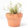 MUELHEMBECKIA COMPLEXA MACETA 13CM