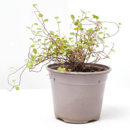 MUELHEMBECKIA COMPLEXA MACETA 13CM