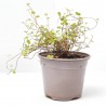 MUELHEMBECKIA COMPLEXA MACETA 13CM