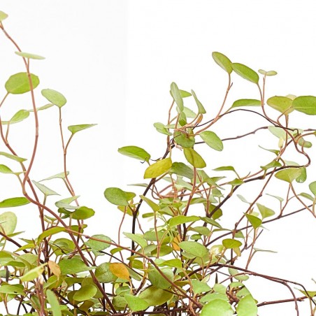 MUELHEMBECKIA COMPLEXA MACETA 13CM