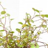 MUELHEMBECKIA COMPLEXA MACETA 13CM