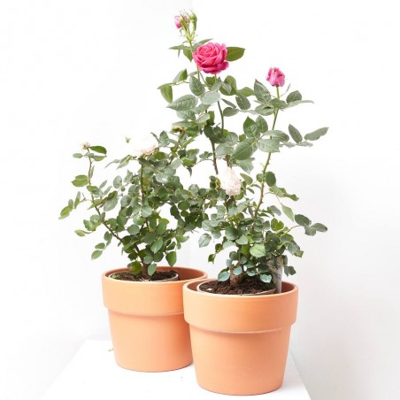 ROSAL TANTAU MACETA 20CM
