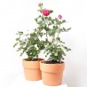 ROSAL TANTAU MACETA 20CM