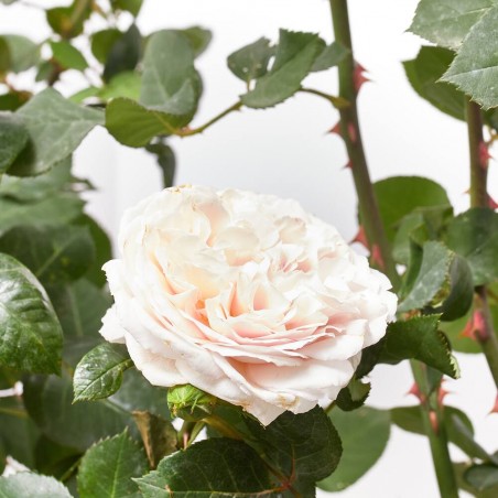 ROSAL TANTAU MACETA 20CM