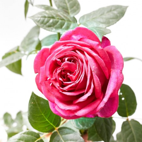ROSAL TANTAU MACETA 20CM