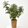 ROSAL TANTAU MACETA 20CM
