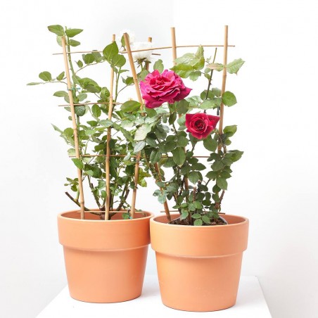 ROSAL PERFUMADO MACETA 20CM CON ESPALDERA