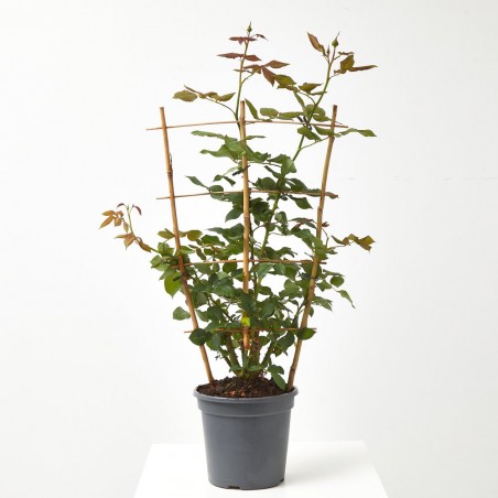 ROSAL PERFUMADO MACETA 20CM CON ESPALDERA