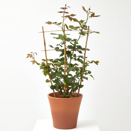 ROSAL PERFUMADO MACETA 20CM CON ESPALDERA