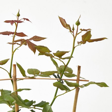 ROSAL PERFUMADO MACETA 20CM CON ESPALDERA