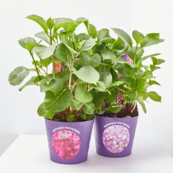 HORTENSIA FOREVER&EVER 3L