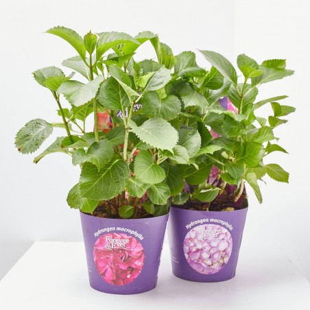 HORTENSIA FOREVER&EVER 3L