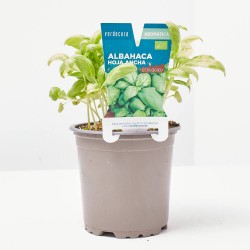 ALBAHACA HOJA ANCHA MACETA 11CM VERDECORA