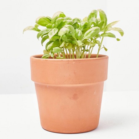 ALBAHACA HOJA ANCHA MACETA 11CM VERDECORA