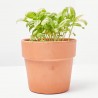 ALBAHACA HOJA ANCHA MACETA 11CM VERDECORA