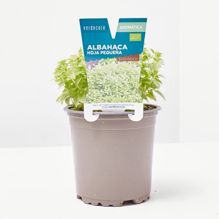 ALBAHACA HOJA PEQUEÑA MACETA 11CM VERDECORA