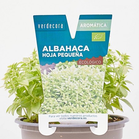 ALBAHACA HOJA PEQUEÑA MACETA 11CM VERDECORA