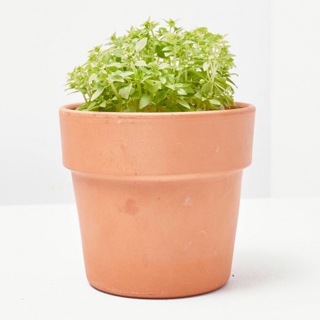 ALBAHACA HOJA PEQUEÑA MACETA 11CM VERDECORA