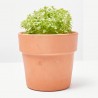 ALBAHACA HOJA PEQUEÑA MACETA 11CM VERDECORA